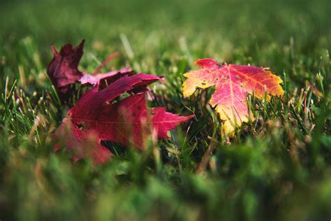 The Spiritual Meaning Of Mabon Significance Of Autumn Equinox