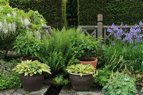 How To Care For Outdoor Ferns In Pots Home Hatch