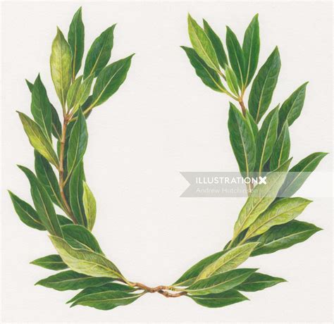 Laurel Wreath Illustration By Andrew Hutchinson