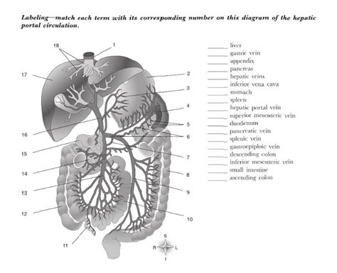 Blood Vessels Hepatic Portal Circulationch 29 Diagram Quizlet