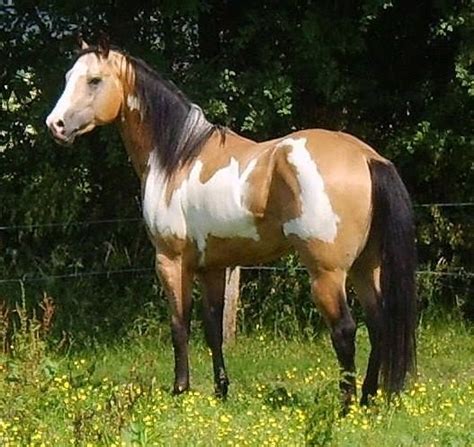 Beautiful Buckskin Paint Horse Painted Horses Paint Horse Jolis Chevaux