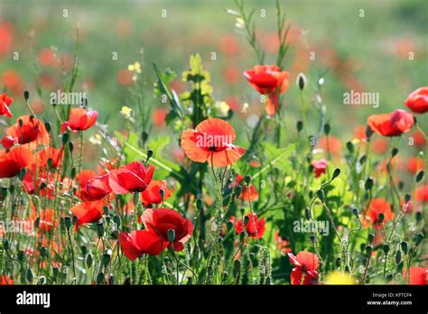 poppy flowers field spring season Stock Photo - Alamy