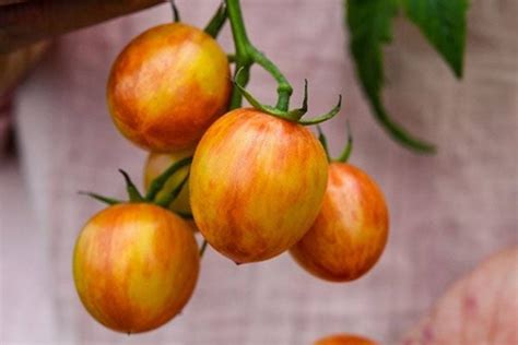 Bumble Bee Tomatoes Sunrise Pink Description Flavor Benefits And