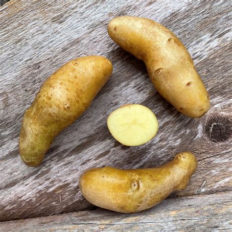 Austrian Crescent Fingerling Seed Potato Organic Keene Garlic