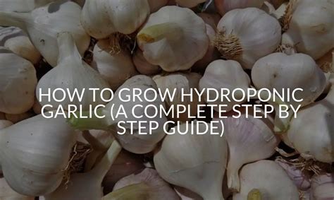 How To Grow Hydroponic Garlic A Complete Step By Step Guide Soak