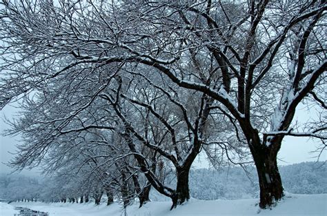 冬の桜並木 Ganref