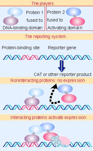 12 Independent Domains Bind DNA And Activate Transcription Genes VII