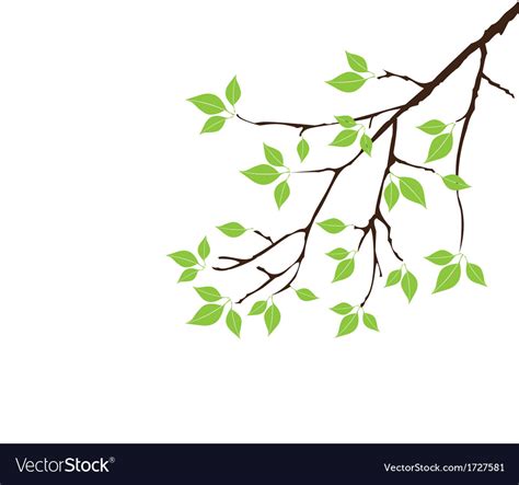 Branch With Green Leaves Royalty Free Vector Image