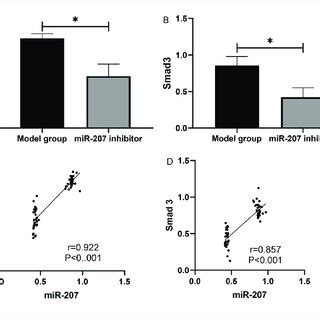 Effect of miR 207 on TGF β1 Smad3 signals A Effect of miR 207 on