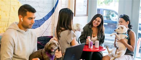 New Yorks First Dog Cafe To Expand With New Williamsburg Outpost