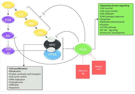 Cip2a Inhibits The Tumor Suppressor Pp2a Myc Is Phosphorylated By Erk