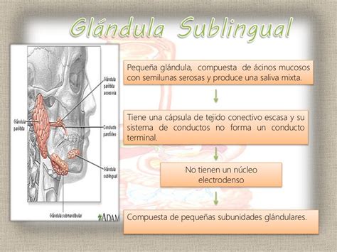 Histología De La Cavidad Bucal Y El Conducto Alimentario