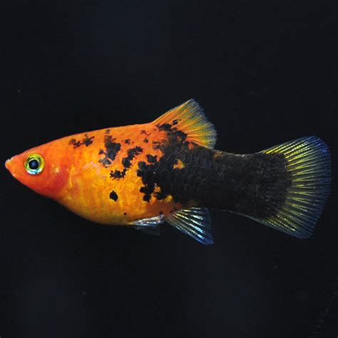 Painted Platy: Tropical Fish for Freshwater Aquariums | Tropical fish, Tropical freshwater fish ...