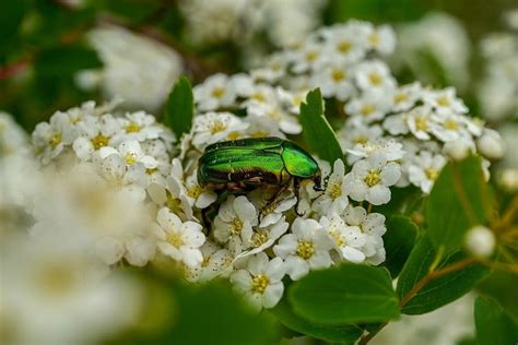 5 Flores Pequenas E Coloridas Para Alegrar Sua Casa E Seu Jardim