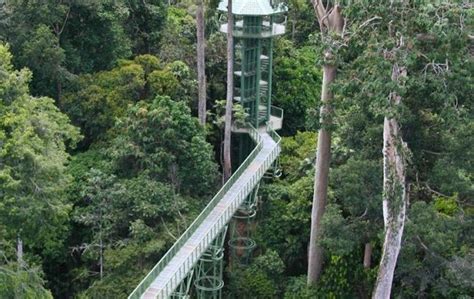 Rainforest Skywalk Terpanjang Di Sabah Siap Dibina