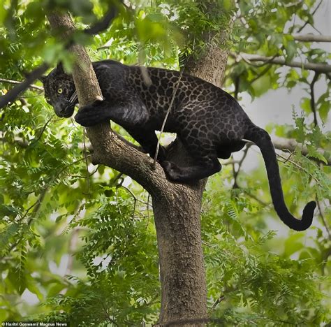 Raro Leopardo Negro Llamado Bagheera Por El Personaje Del Libro De La