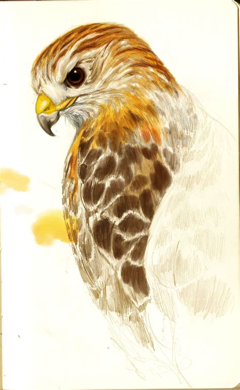 Hawk Drawing Color