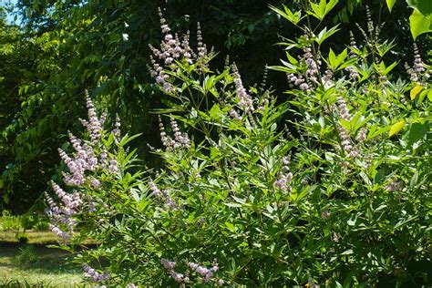 How To Grow And Care For Chaste Trees Vitex Agnus Castus