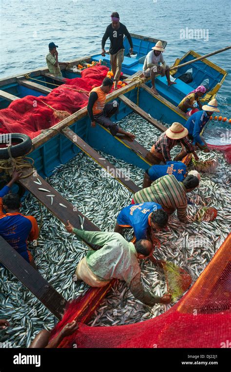 Fishermen Haul In A Catch Of Sardine Off The Malabar Coast In Deep