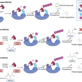 Structures Of Representative Covalent Protacs The Reactive Groups Are