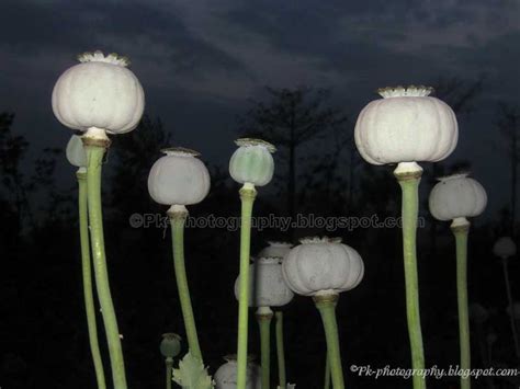 Opium Poppy Pods | Nature, Cultural, and Travel Photography Blog