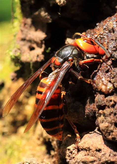 50 Japanese Giant Hornet Facts (Complete Guide) Plus Photos, Videos ...