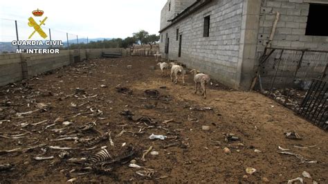 Investigan a un ganadero de Zújar por dejar morir de hambre a 200