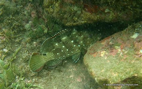 Snorkeling in Playa Conchal, Guanacaste | Snorkeling in Costa Rica