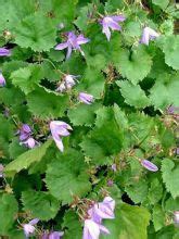 Campanule Des Murets Campanula Poscharskyana Le Jardin Du Pic Vert