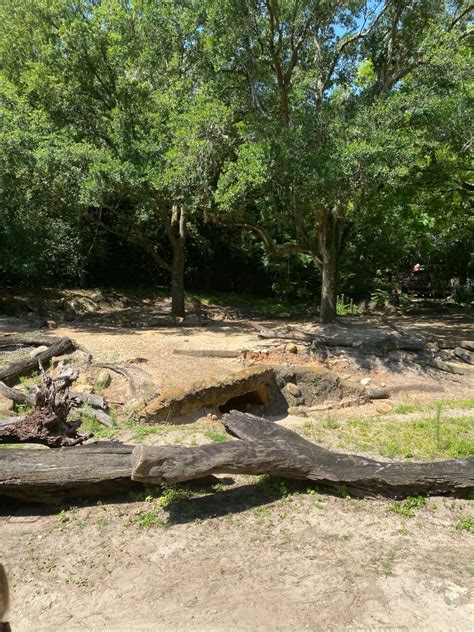 Kilimanjaro Safaris Warthog Exhibit Zoochat