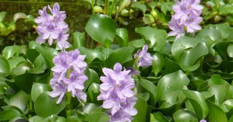 Engineer Makes Sarees With Water Hyacinths The ‘terror Of Bengal