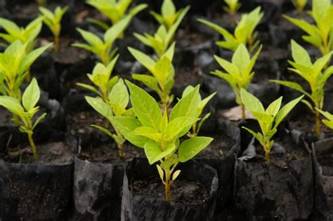 When To Transplant Celosia Seedlings Chicago Land Gardening