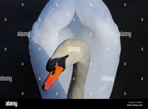 White Swan Close Up Stock Photo Alamy