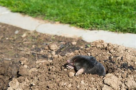 What Do Moles Eat 11 Tips To Get Rid Of Them