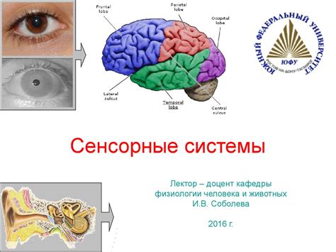 Сенсорные системы - презентация онлайн