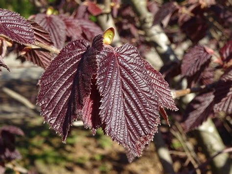 Feuilles de noisetier pourpre Corylus maxima purpurea Bé Flickr