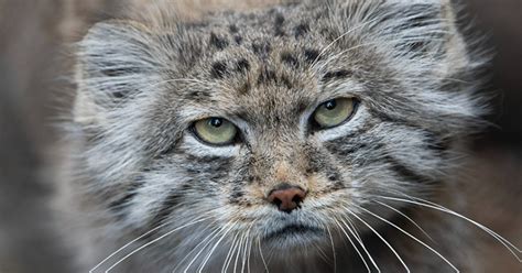 One Of The Rare Wild Cat Breed Found Living On Mount Everest Reveals