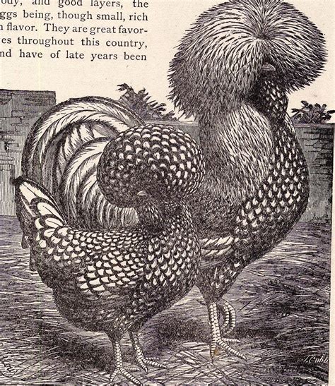 Fancy Chickens Poultry Livestock Vintage Illustrations For