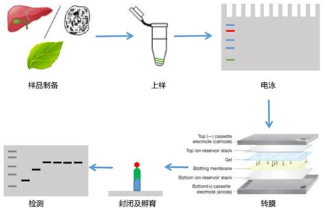 干活分享 蛋白质免疫印迹western Blot实验原理及步骤 知乎