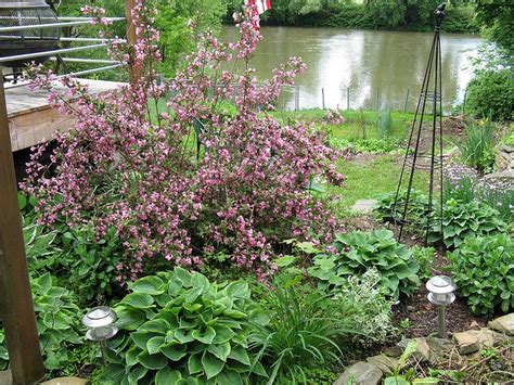 Pin On Garden And Flowers