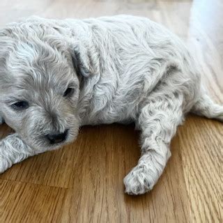 1 år gammal Blandras Pudel och Bichon Frisé säljs av Magnus från