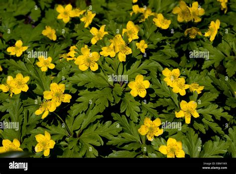 yellow anemone, yellow wood anemone, buttercup anemone (Anemone ...