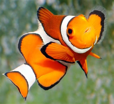 An Orange And White Clown Fish Swimming In The Water