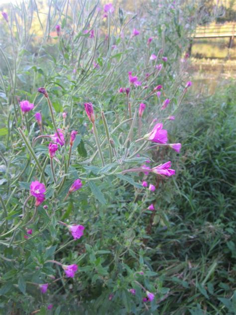 Great Willowherb from Северо-Восточный административный округ, Москва ...