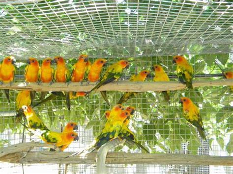 SUN CONURE BREEDING PAIRS. SUPER SALE!! for Sale in Tucson, Arizona ...