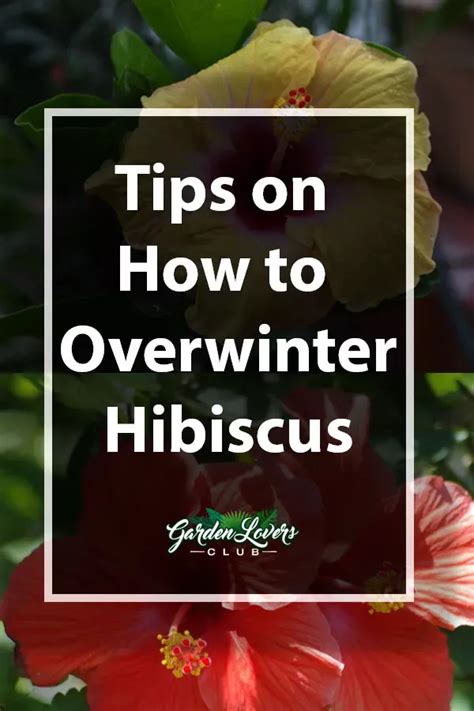 Hibiscus Winter Care Caring For Hibiscus Tree In Winter Artofit