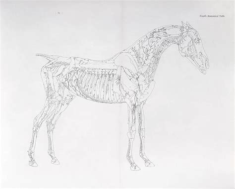 Fourth Anatomical Table From The Anatomy Of The Horse