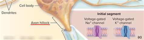 Chapter Physiology Action Potential Flashcards Quizlet