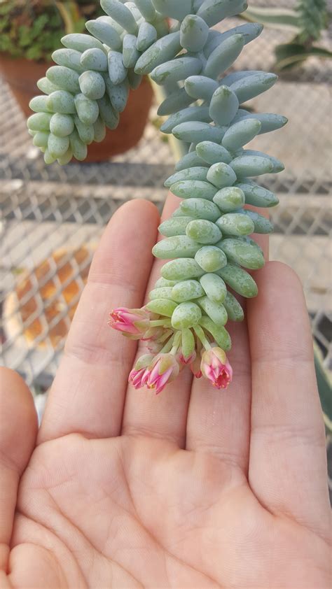 Blooming Burros Tail Rsucculents