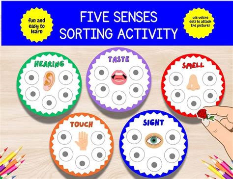 Five Senses Sorting Activity 5 Senses Sorting Busy Book Toddler